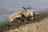 CORGI PEMBROKE 738